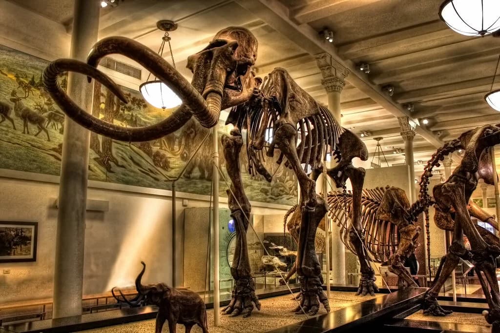 mammoth bones in a museum