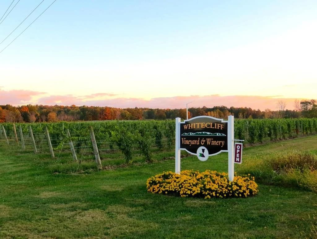 rows of vines in a vineyard